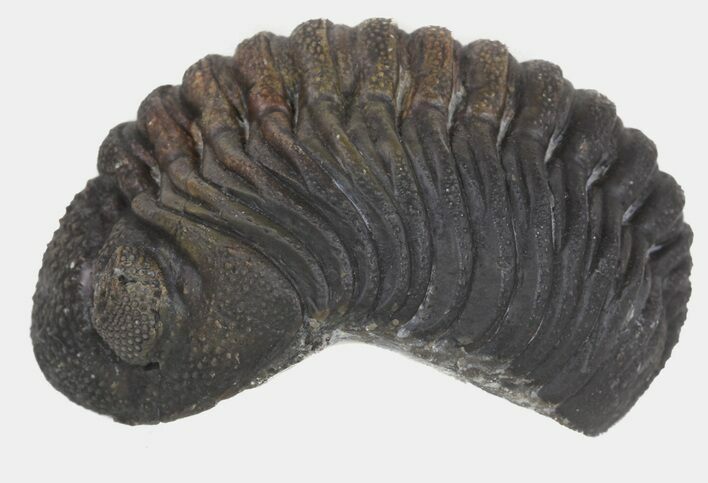 Fat Boeckops Trilobite Fossil - Rock Removed #55854